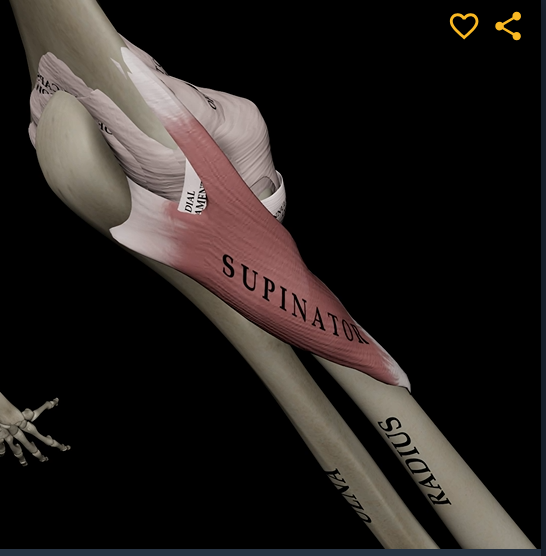 <p>Function: supinates forearm</p><p>Origin: lateral epicondyle of humerus</p><p>Insertion: proximal end of radius</p>