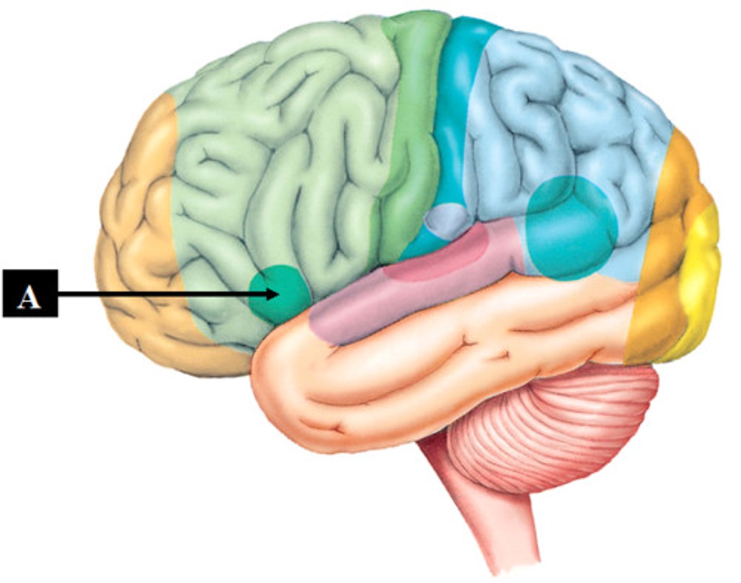 <p>location: lower portion of left frontal lobe<br>function: control speech production</p>