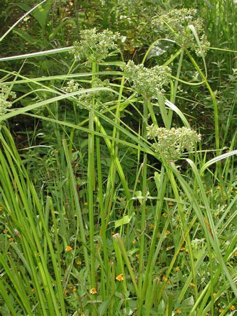 Green flat sedge