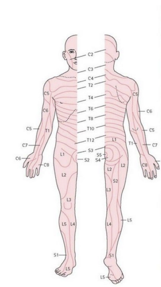<p>Name the test for each myotome:</p><ul><li><p>C5</p></li><li><p>C6</p></li><li><p>C7</p></li><li><p>C8</p></li><li><p>T1</p></li><li><p>L1-2</p></li><li><p>L3-4</p></li><li><p>L5-S1</p></li><li><p>L5</p></li><li><p>S1</p></li></ul>