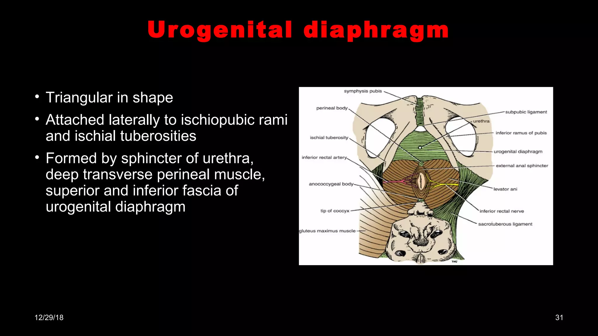 <p>muscles of urogenital diaphragm:</p><p>A. m. levator ani F</p><ul><li><p><strong>levator ani</strong> is not part of the urogenital diaphragm. It is part of the <strong>pelvic diaphragm</strong>, forming the major portion of the pelvic floor</p></li></ul><p>B. m. sphincter urethrae T</p><ul><li><p><strong>sphincter urethrae (external urethral sphincter)</strong> is a key muscle of the <strong>urogenital diaphragm</strong>, providing voluntary control of urination.</p></li></ul><p>C. m. sphincter vesicae F</p><ul><li><p><strong>sphincter vesicae (internal urethral sphincter)</strong> is a smooth muscle found in the bladder neck, not part of the <strong>urogenital diaphragm</strong>.</p></li></ul><p>D. m. ischicavernosus T</p><ul><li><p><strong>ischiocavernosus muscle</strong> is a superficial muscle of the <strong>urogenital region</strong> that helps maintain erection by compressing the crus of the penis or clitoris</p></li></ul><p>E. m. obturatorius internus F</p><ul><li><p><strong>obturator internus muscle</strong> is part of the lateral pelvic wall, not part of the <strong>urogenital diaphragm</strong></p></li></ul><p></p>