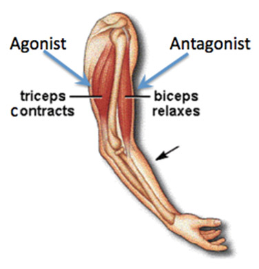 <p>muscle that produces desired movement</p>