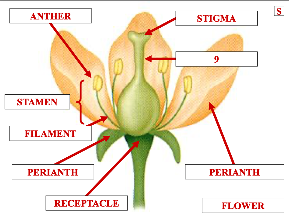 <p>name structure 9</p>