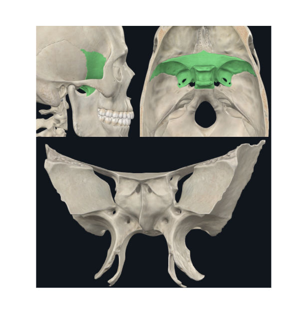 <p>Hueso impar e irregular</p><p>Parte media y anterior de la base del cráneo</p><p>Forma parte de las 3 fosas craneales</p><p>Forma la pared externa de la órbita</p><p></p><p><strong>Parte del neurocráneo</strong></p><p><strong>Osificación endocondral</strong></p>