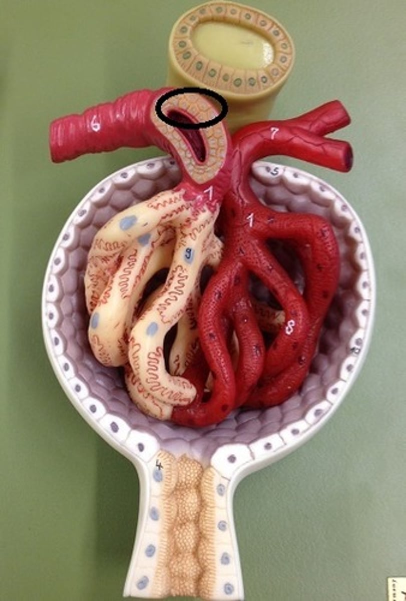 <p>large, vascular smooth muscle cells, secrete renin, of the afferent arteriole</p>