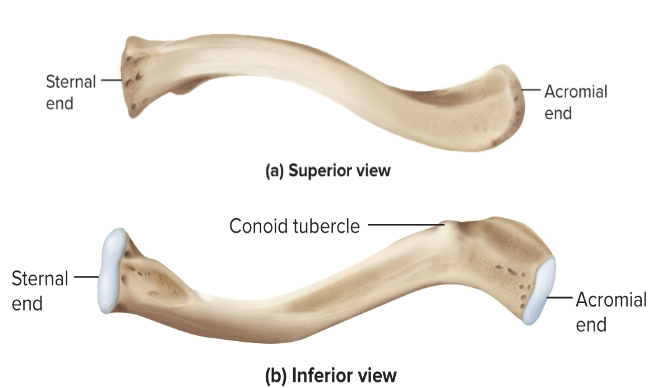 <p>Clavicle</p>