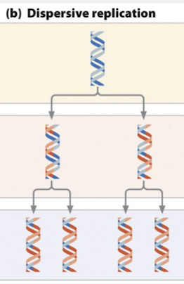 <p>each daughter duplex contains interspersed parental and daughter segments</p>