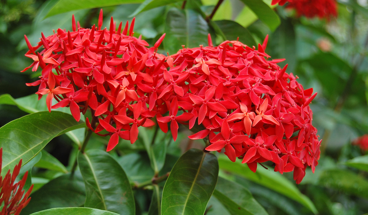<p><span style="font-family: Inter, helvetica, arial, sans-serif">Chinese ixora</span></p>