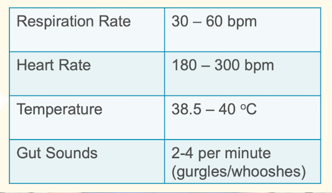 <p><strong>1. Heart</strong></p><ul><li><p>Rate and rhythmn</p></li><li><p>Murmurs</p></li><li><p>Pulse deficits</p><ul><li><p>Central Auricular</p></li><li><p>Femoral</p></li></ul></li></ul><p><strong>2. Respiratory</strong></p><p>• Lung fields</p><p>• Trachea</p><p>• Sinuses</p><p><strong>3. Gut Sounds</strong></p><p>• Both sides for 1 minute</p>