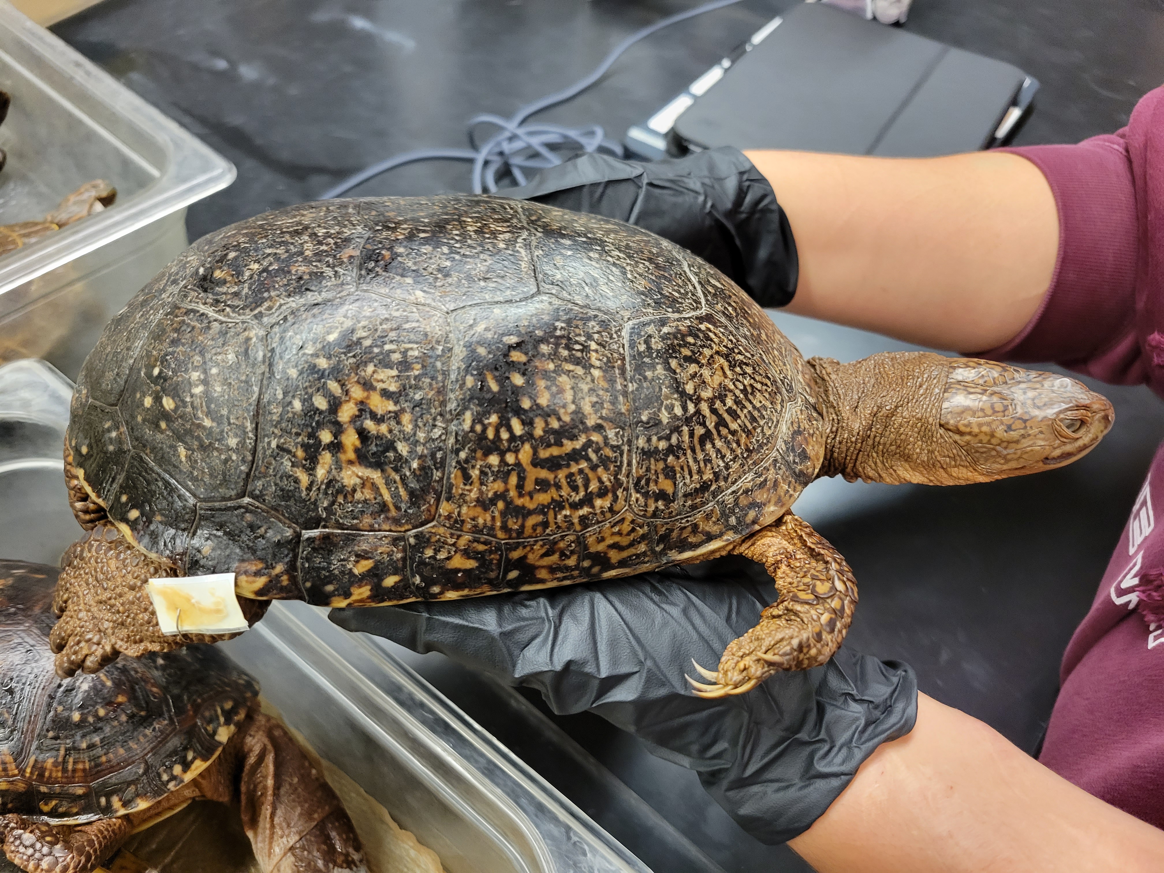 <p><span style="font-family: hurme_no2-webfont, -apple-system, system-ui, sans-serif">Blanding's turtle</span><br><br><span style="font-family: hurme_no2-webfont, -apple-system, system-ui, sans-serif">Only a single species in this genus. Carapace elongated and smooth, neither keeled or serrated, with profuse light spots. Plastron has a hinge between the pectoral and abdominal scutes. Plastron yellow with large, dark, symmetrically arranged blotches. Neck is very long, and the toes are webbed. Bright yellow on chin and throat. Sexual dimorphism is not pronounced. Prefers shallow water with a soft bottom and abundant aquatic vegetation.</span></p>