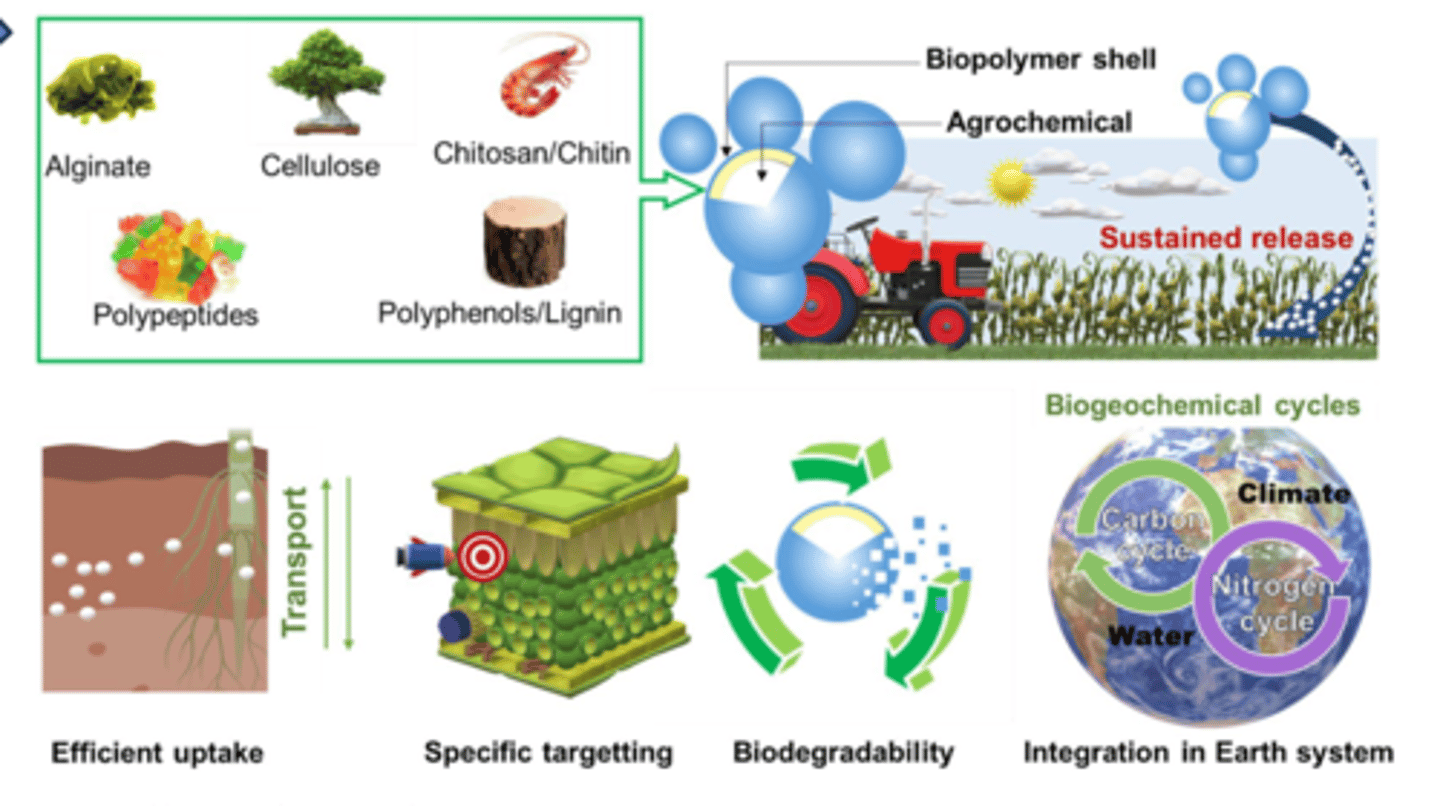 <p>naturally occuring polymers derived from renewable sources such as plants, animals and microorganisms</p><p>- they are biodegradable and have lower environmental impact compared to synthetic polymers (eg PVP - involves the use of acetylene, ammonia and formaldehyde all of which are dangerous chemicals</p>