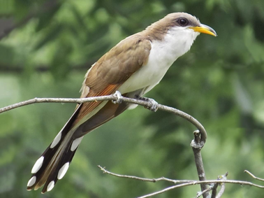 <p>Yellow-Billed Cuckoo</p>