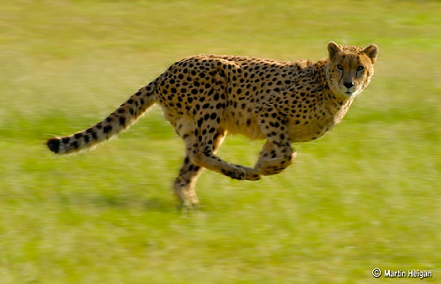 <p>A cheetah is very ____.</p>