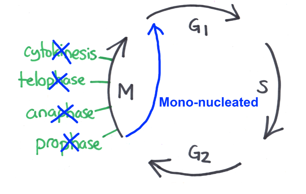 <p>Mechanism #4: Skip Mitosis + cytokinesis</p><ul><li><p>diagram of process</p></li><li><p>Examples given in class</p></li><li><p>Type of cell that results</p></li></ul><p></p>