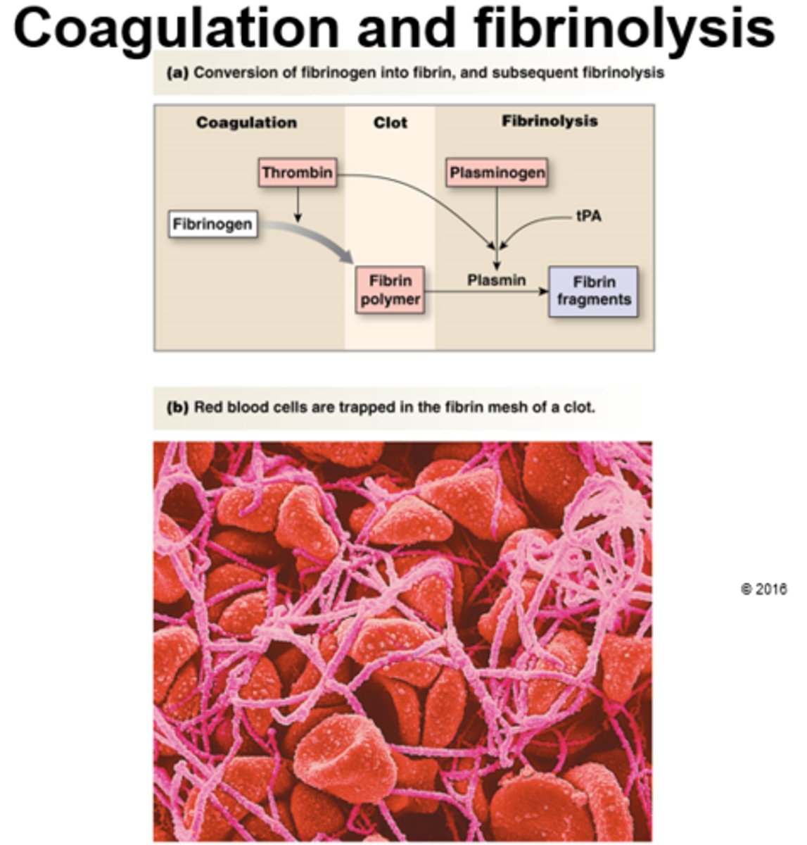 <p>Breakdown and removal of a clot by plasmin ("splitting of fibrin")</p>