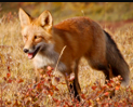 <p>mesocarnivore; <span>largest of the foxes; red above and white below; black lower legs, feet, tips of ears and tail</span></p>