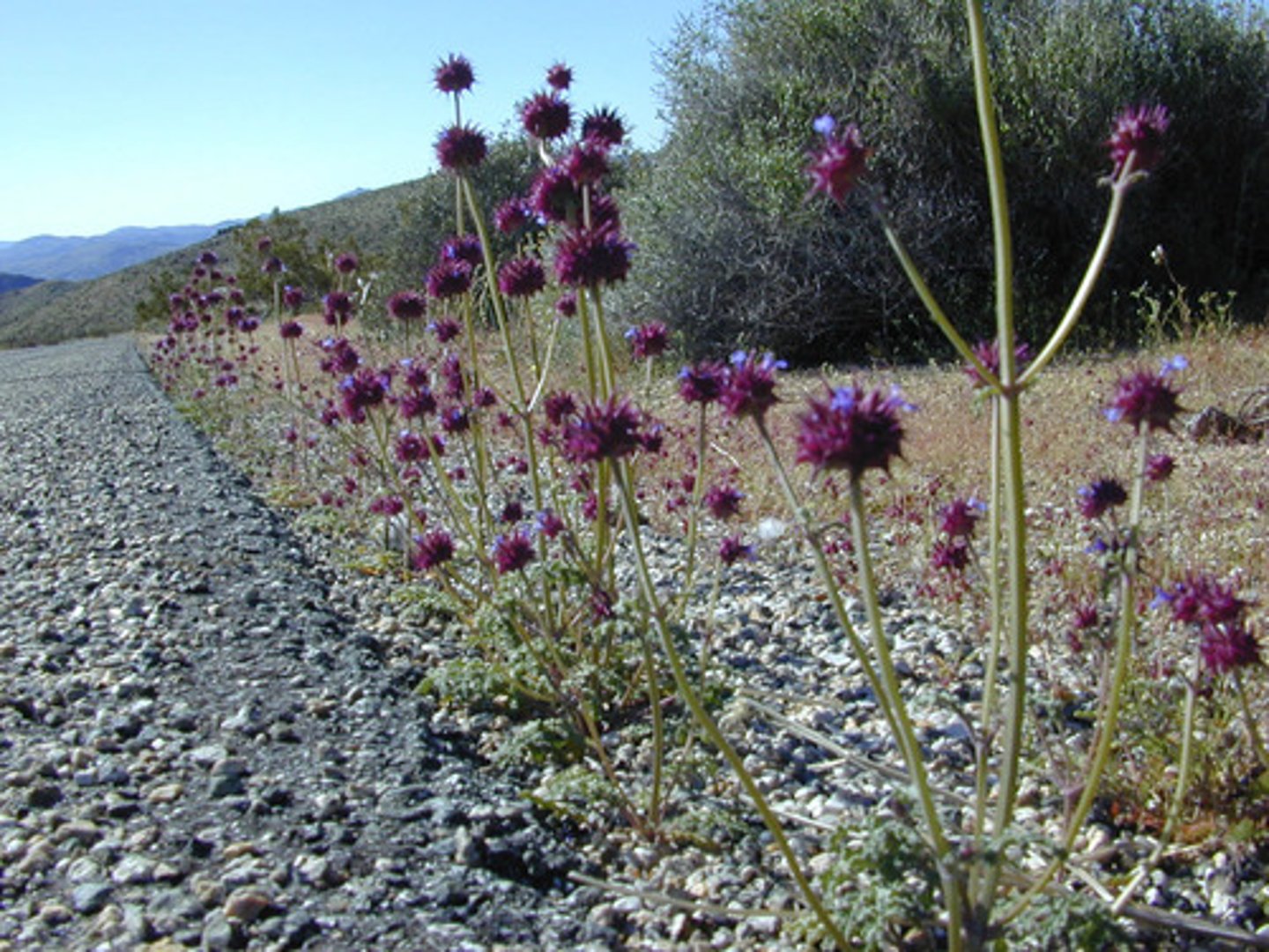 <p>Lamiaceae. chia</p>