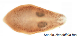 <p><strong>:</strong> Bilateral symmetry, triploblastic, anterior-posterior differentiation, coelom (usually), digestive tract with two openings; includes protostomes and deuterostom</p>