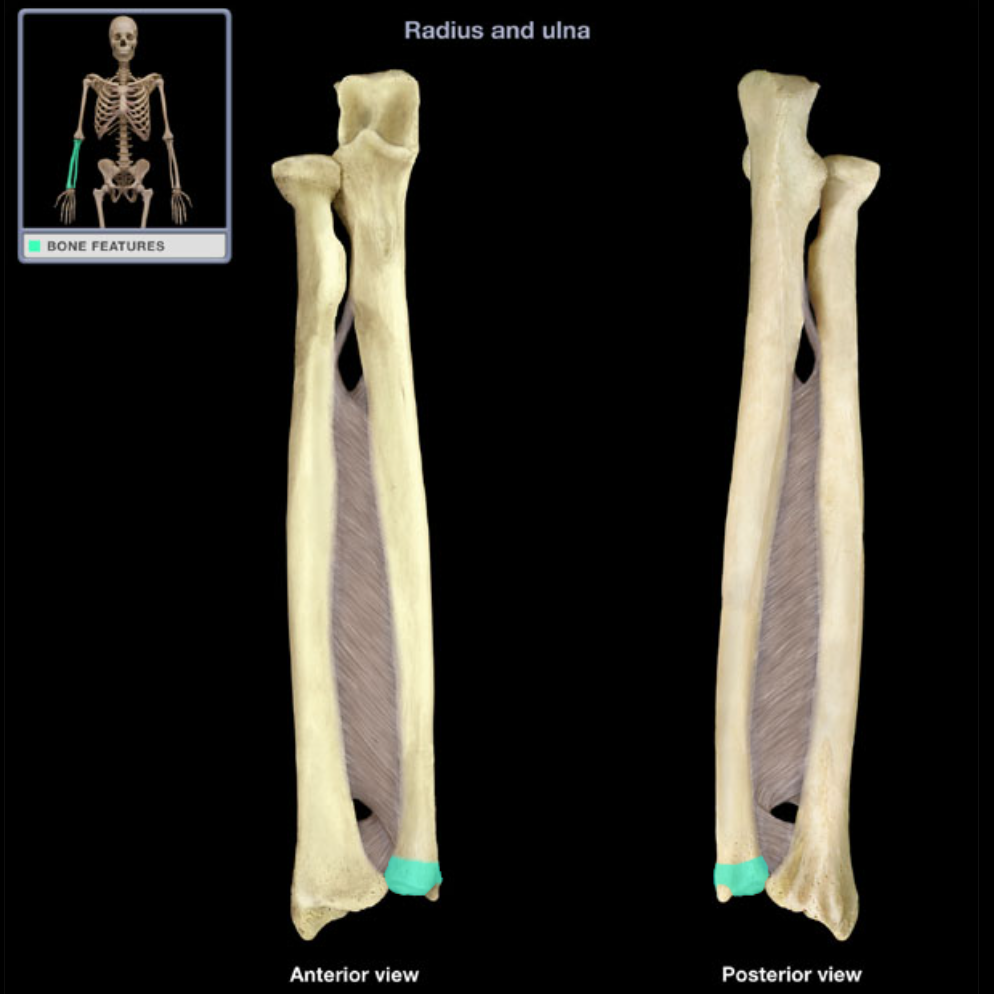 <p>Articulates distally with radius and carpal bones</p>