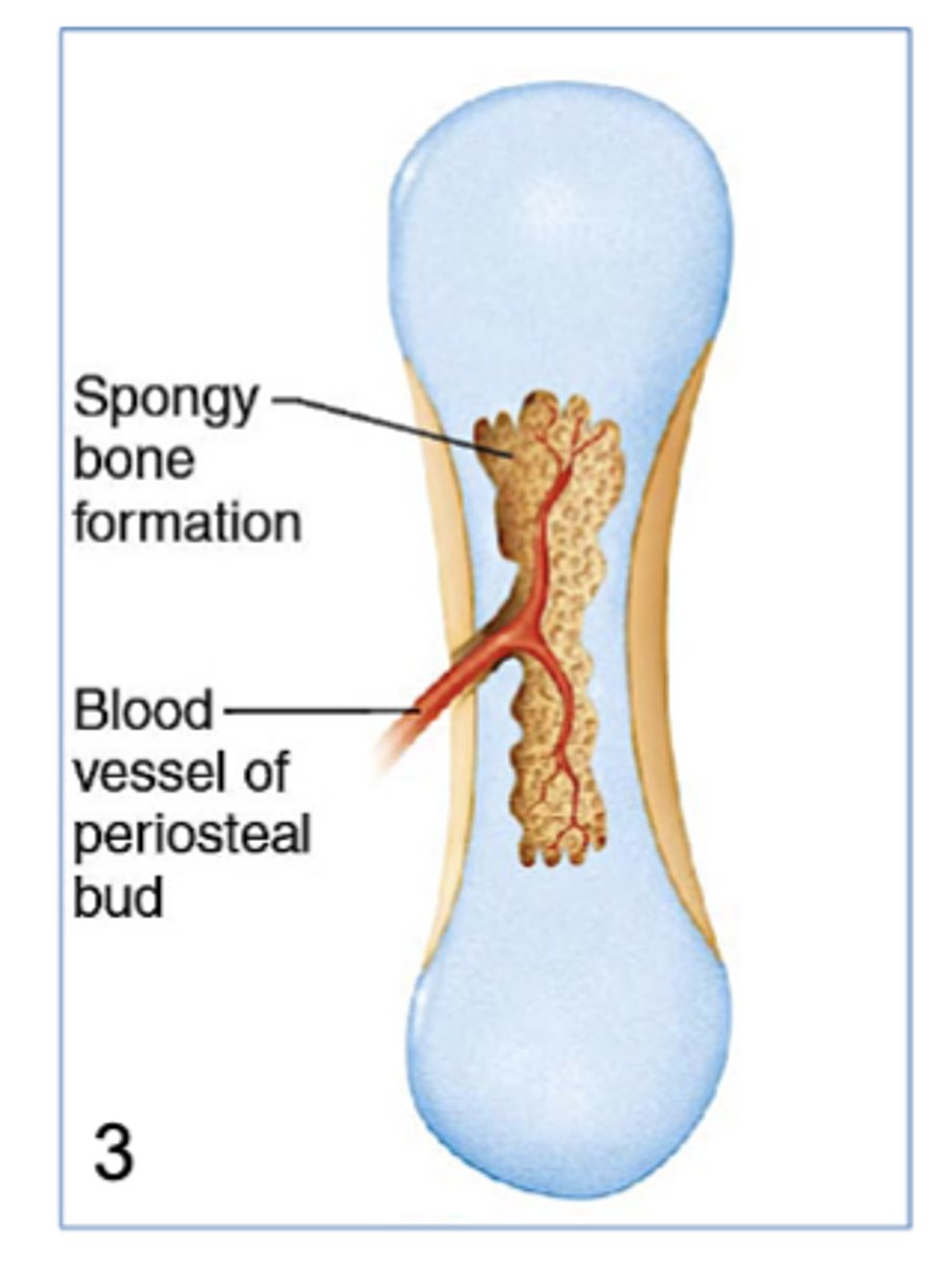 <p>3) Osteoblasts replace chondrocytes with spongy bone, surrounded by compact bone.</p>