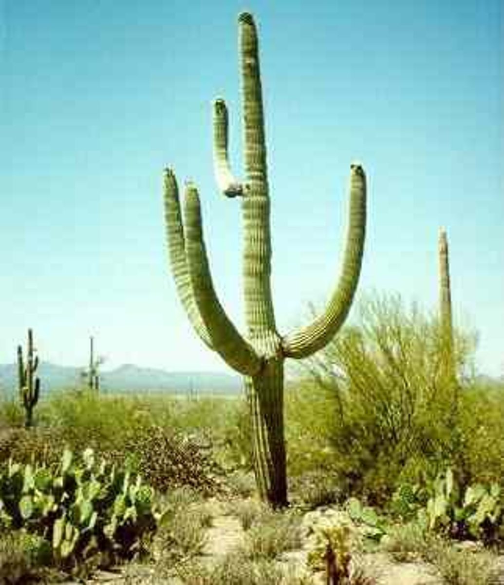 <p>general category used to describe the scarcity of plant cover in some areas</p><p>- generally has little to no vegetation</p>