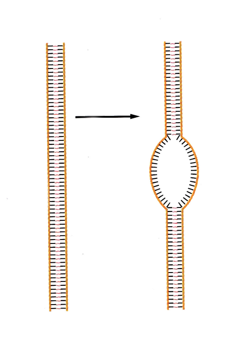 <ol><li><p>localised separation&nbsp;</p><ul><li><p>or unwinding of the two DNA strands at the replication origin</p></li><li><p>catalsed by DNA helicases</p></li></ul></li><li><p>Unwound DNA is stabilised by<strong> single-stranded</strong>&nbsp;binding proteins</p></li><li><p>DNA polymerases and additional proteins are<strong> recruited</strong>&nbsp;thhat built up<strong> active DNA replication forks</strong></p></li></ol><p></p>