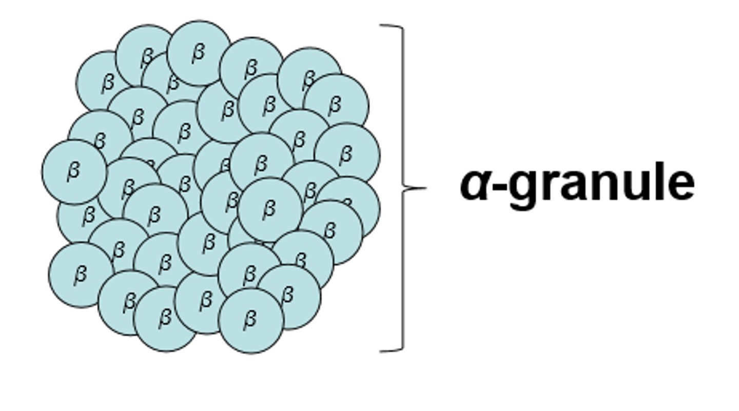 <p>β-granules cluster in the liver<br>-protein-rich granules composed of 2-40 clustered β-granules<br>-Release glucose slower than β-granules<br>-Visible in well-fed animals, but absent after a 24-hour fast<br>-Often are found on tubules of the smooth ER</p>