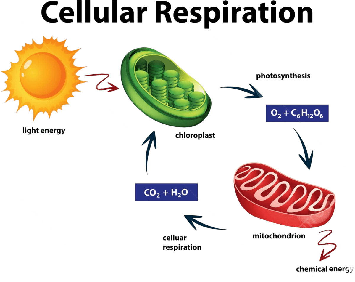 <p>Cellular Respiration</p>