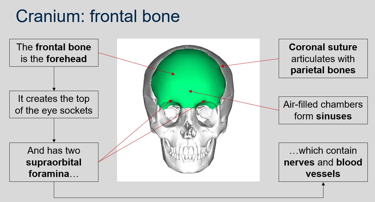 <p>The frontal bone forms the forehead, creates the top of the eye sockets, and has two supraorbital foramina which contain nerves and blood vessels.</p>