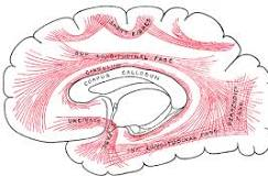 <p>FALSE; association fibers connect different regions (non homologous) of the same hemisphere, but not <em>between the two hemispheres</em></p>