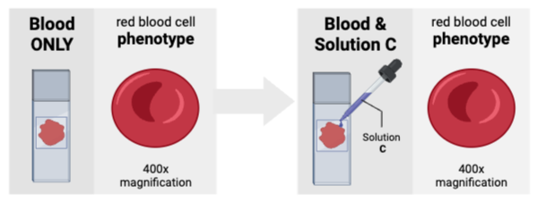 <p>The cells were most likely suspended in a ________ solution.&nbsp;</p><ul><li><p><span>a. hyperosmotic</span></p><p></p></li><li><p><span>b. isosmotic</span></p><p></p></li><li><p><span>c. hypoosmotic</span></p></li></ul><p></p>