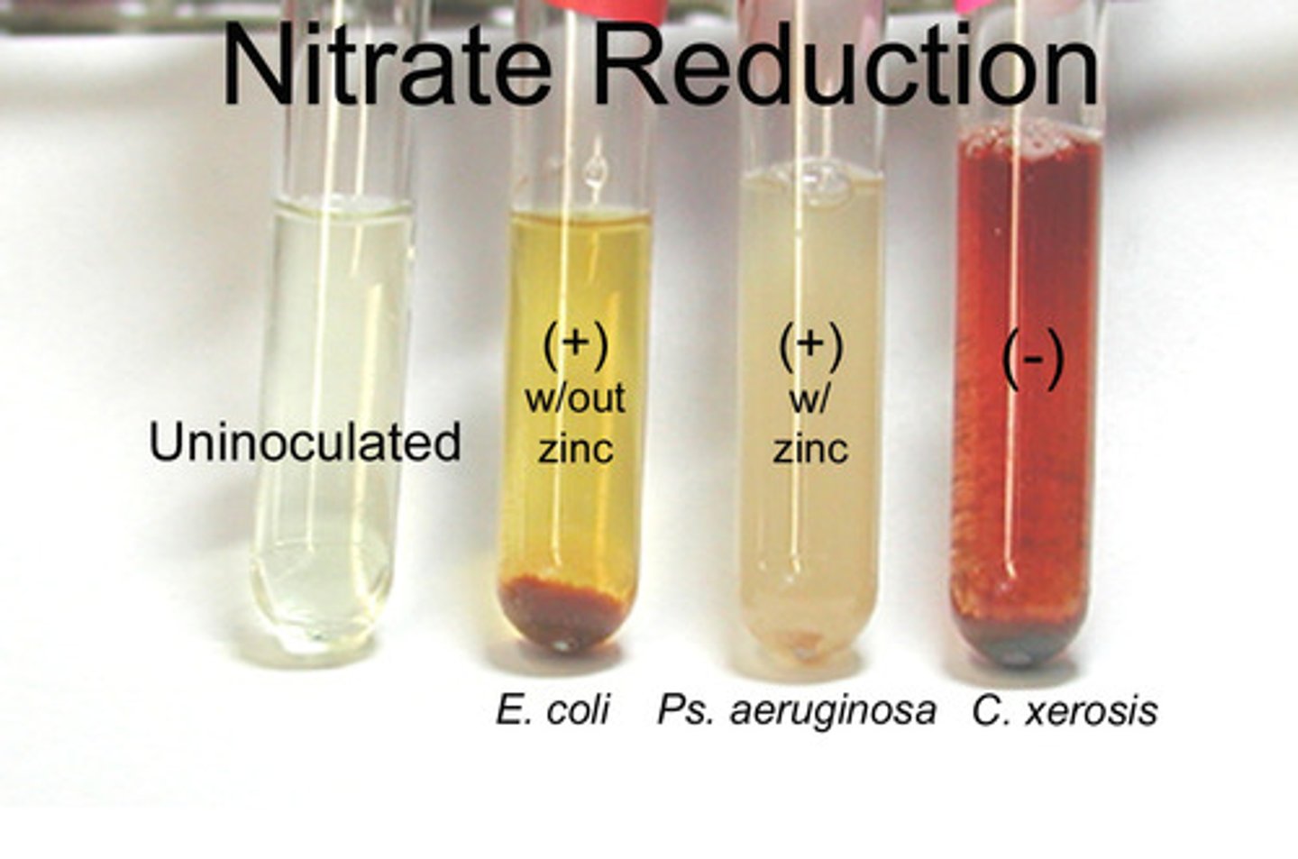 <p>Anaerobic respiration doesn't use O2 as final electron acceptor uses Nitrate</p><p>Enzyme Nitrate Reductase reduces Nitrate to Nitrite</p><p>Differentiates Enterobacteriaceae from other Gram(-) rods</p><p>Tests for: presence of NITROGEN REDUCTASES in bacteria and what they reduce nitrate into</p>
