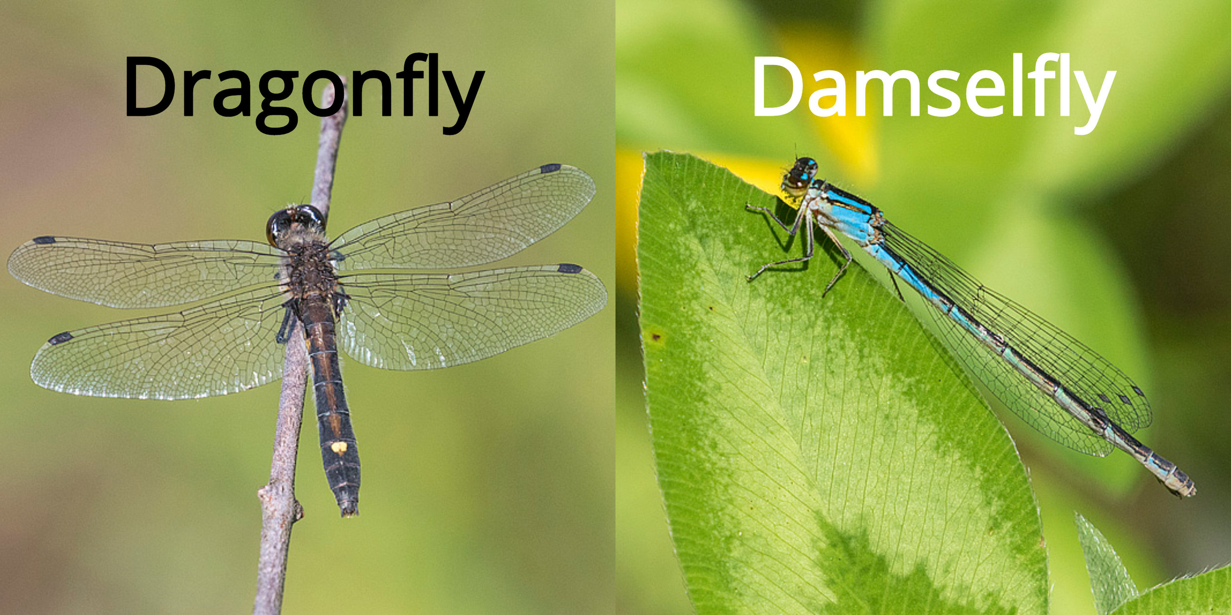 <p>Dragonflies + Damselflies</p>