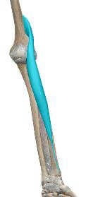 <p>Brachio-radial</p>