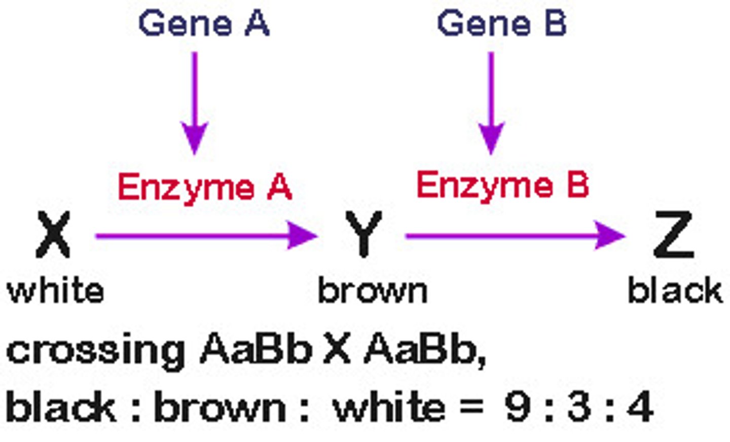 <p>Epistasis is the interaction between two alleles which have different effects in combination than individually.</p>