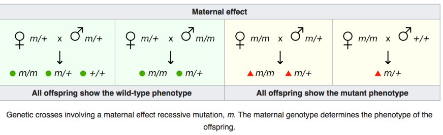 Offspring’s phenotype for a particular trait is under control from mother’s nuclear gene products. In case where mother’s phenotype does not express for proteins or RNAs crucial for development, embryo dies