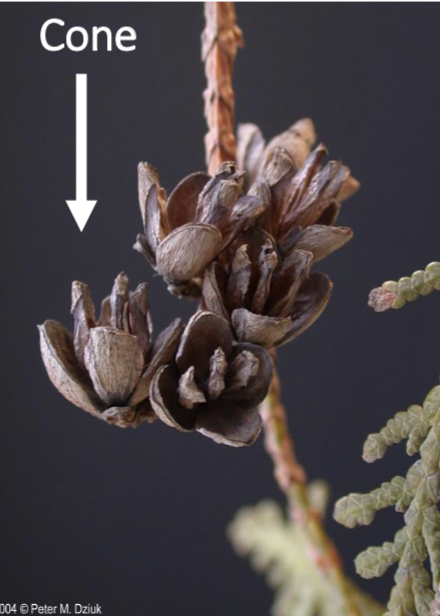 <p>short stalked w/ double post, 4-8 pairs of scales, open widely</p>