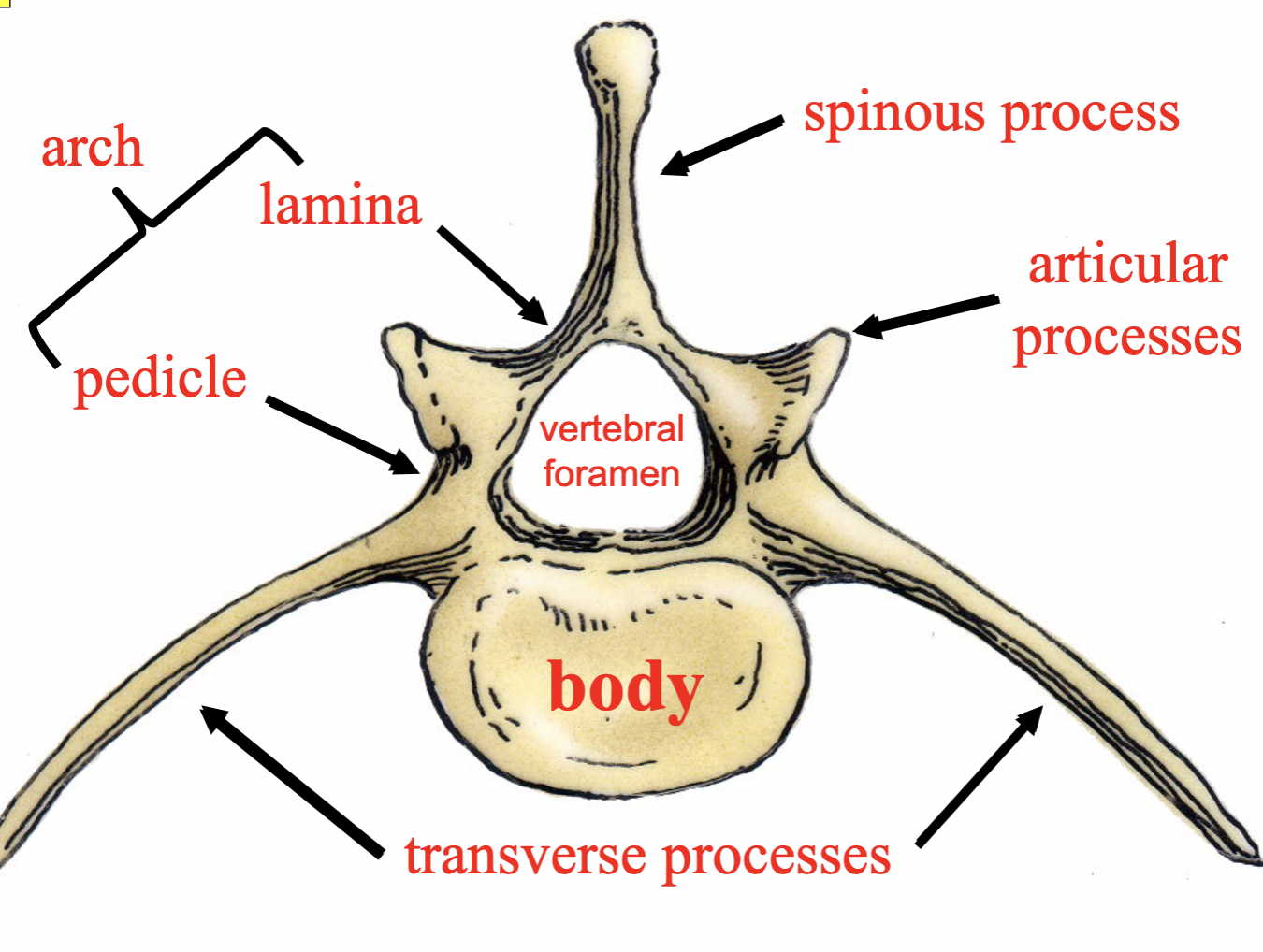 <p>The flattened, dorsal part of the arch consists of right and left <strong>laminae</strong>; these are attached via pedicles to the body</p>