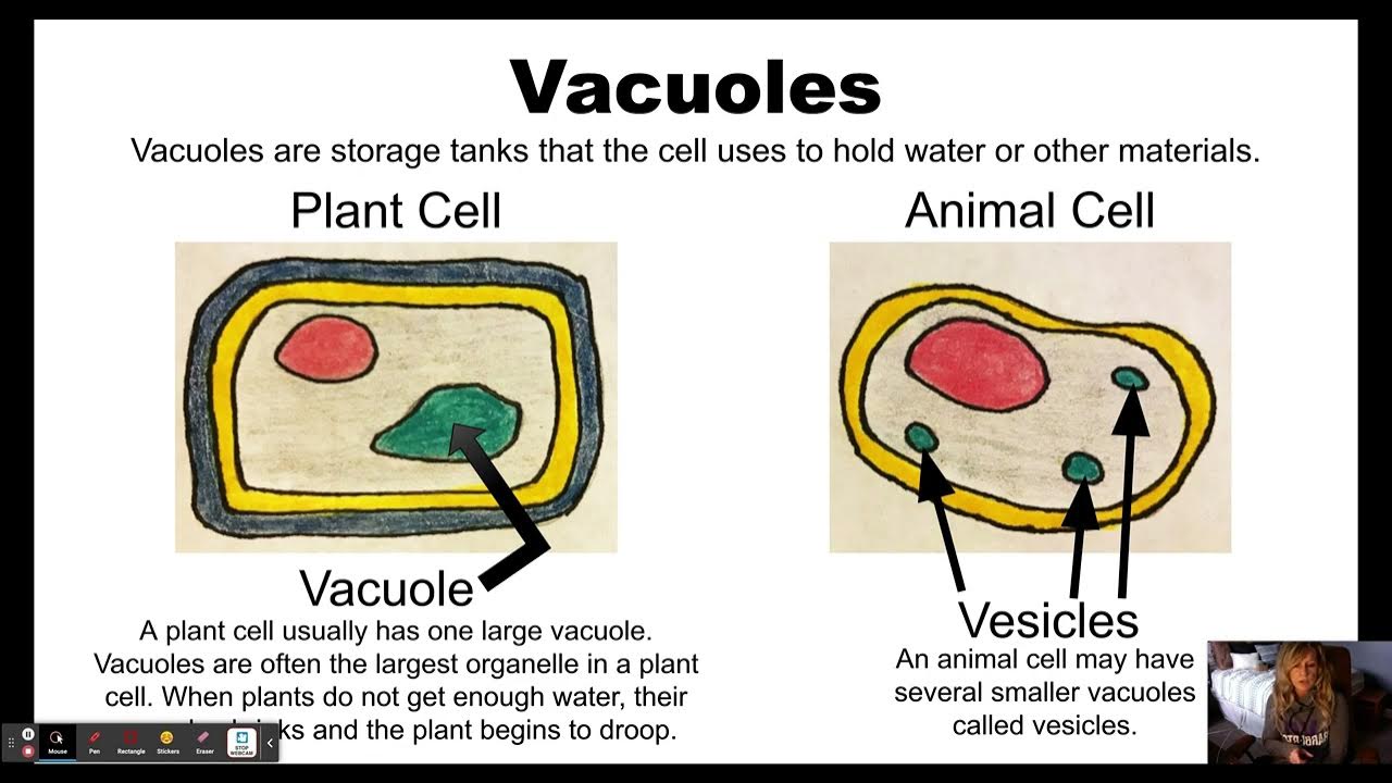 <p>structure of a vesicle</p>