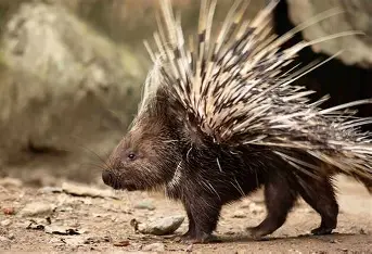 <p>porcupine</p>