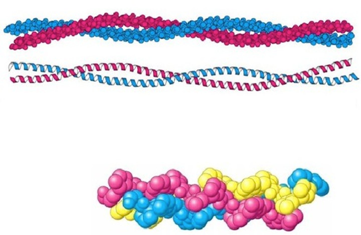 <p>A motif Where two alpha helices wrap around each other. Found in some proteins that bind to DNA and structural proteins.</p>