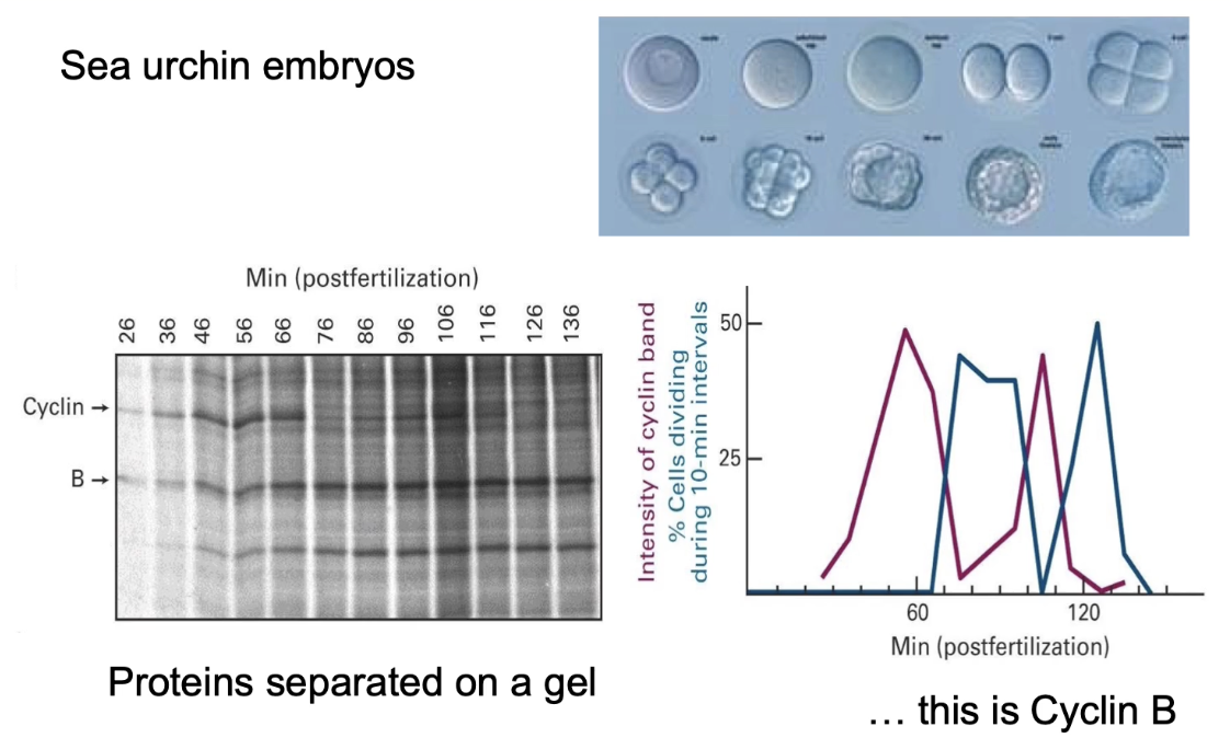<ul><li><p>Identified <strong>cyclins</strong>: proteins with cyclic synthesis/degradation</p></li><li><p>Used radiolabeled proteins and gel electrophoresis</p></li><li><p>Observed Cyclin B levels oscillate with mitotic activity</p></li></ul><p></p><p><strong>Graph:</strong></p><ul><li><p><strong>Pink line</strong> = how much Cyclin B was present over time.</p></li><li><p><strong>Blue line</strong> = how many cells were in mitosis at that time.</p></li></ul><p></p><p><strong>Correlation between cyclin levels and mitosis:</strong></p><ul><li><p>↑ Cyclin B → ↑ cells in mitosis</p></li><li><p>↓ Cyclin B → ↓ mitotic cells</p></li><li><p>Showed Cyclin B regulates M-phase Cyclin-CDK activity and directly correlates with whether or not a cell is dividing.</p></li></ul><p></p>