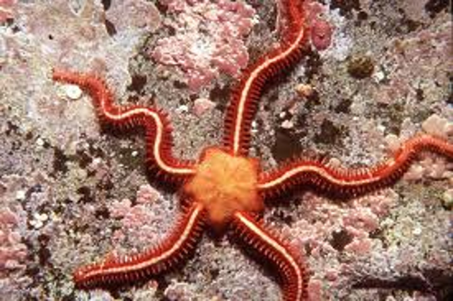 <p>Class: Ophluroidea<br>Greatest species diversity of echinoderms<br>5 slender arms frequently covered with spines<br>Tube feet lack suckers<br>Used for locomotion &amp; feeding<br>Ability to autonomize</p>