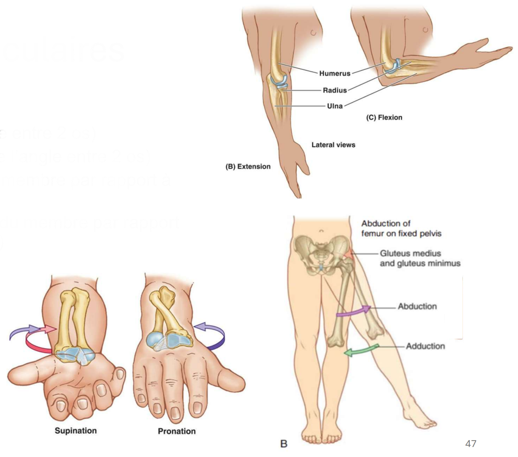 <p><strong>Mouvements angulaires</strong></p><ul><li><p>Flexion (réduction de l’angle)</p></li><li><p>Extension (augmentation de l’angle)</p></li><li><p>Abduction (éloignement du membre par rapport à la ligne médiane)</p></li><li><p>Adduction (rapprochement du membre par rapport à la ligne médiane)</p></li></ul><p><strong>Rotations</strong></p><ul><li><p>interne et externe</p></li></ul><p><strong>Mouvements particuliers</strong></p><ul><li><p>Supination-pronation</p></li><li><p>Inversion-éversion</p></li><li><p class="has-focus">Protraction-rétraction</p></li><li><p><strong> </strong>Élévation-abaissement</p></li><li><p>Opposition</p></li></ul><p></p>