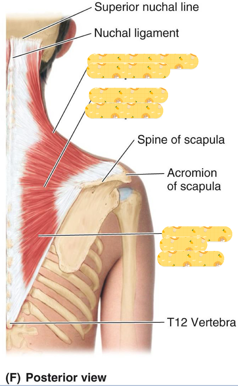 <p>Trapezius</p>