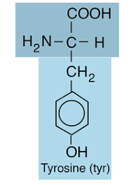 <p>Aromatic; Try [Y]; anti-cancer drugs inhibit tyrosine binding</p>