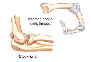 <ul><li><p>interphalangeal joints of<strong><em> fingers and toes</em></strong></p></li><li><p>elbow joint</p></li></ul><p></p>