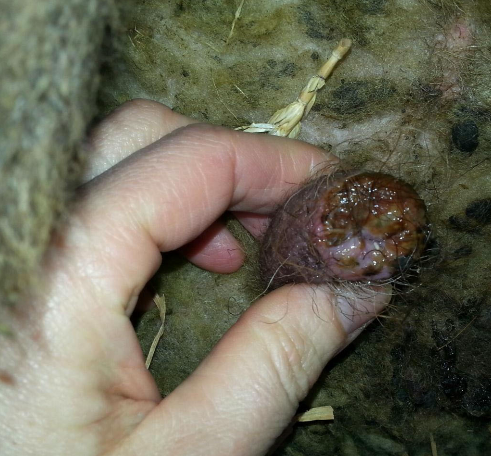 <p>contagious, ulcerative infection of the mucus membrane and skin of the prepuce or vulvar region due to c. renale</p><p>very resistant and can live 6 months in wool/scabs</p>