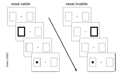 -consiste à faire précéder un stimulus visuel cible (stimulus visuel sur lequel le sujet doit réaliser une tâche de discrimination) par un indice visuel qui va orienter l'attention su sujet dans une partie du champ visuel
-l'info cible peut apparaître dans la partie attendue du champ visuel (essai valide = 80% des cas) ou dans la partie inattendue du champ visuel (essai invalide=20% des cas)
-en comparaison à une situation neutre (sans indice), la performance du sujet est meilleur dans les essaies valides et moins bonnes dans les essais invalides
-cette différence de performance est attribuée à une facilitation du traitement de l'info visuelle provenant de l'espace attendue (bénéfice) et à une détérioration du traitement de l'info visuelle provenant de l'espace inattendu (coût). 
=>l'attention spatiale, initialement portée ailleurs, doit être redirigée là où apparaît l'info pertinente pour la tâche