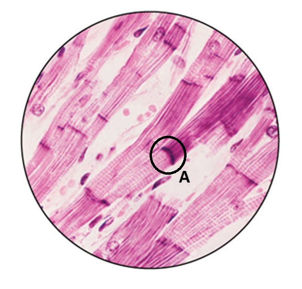 <p>What is the function of the structure labeled in A?</p>